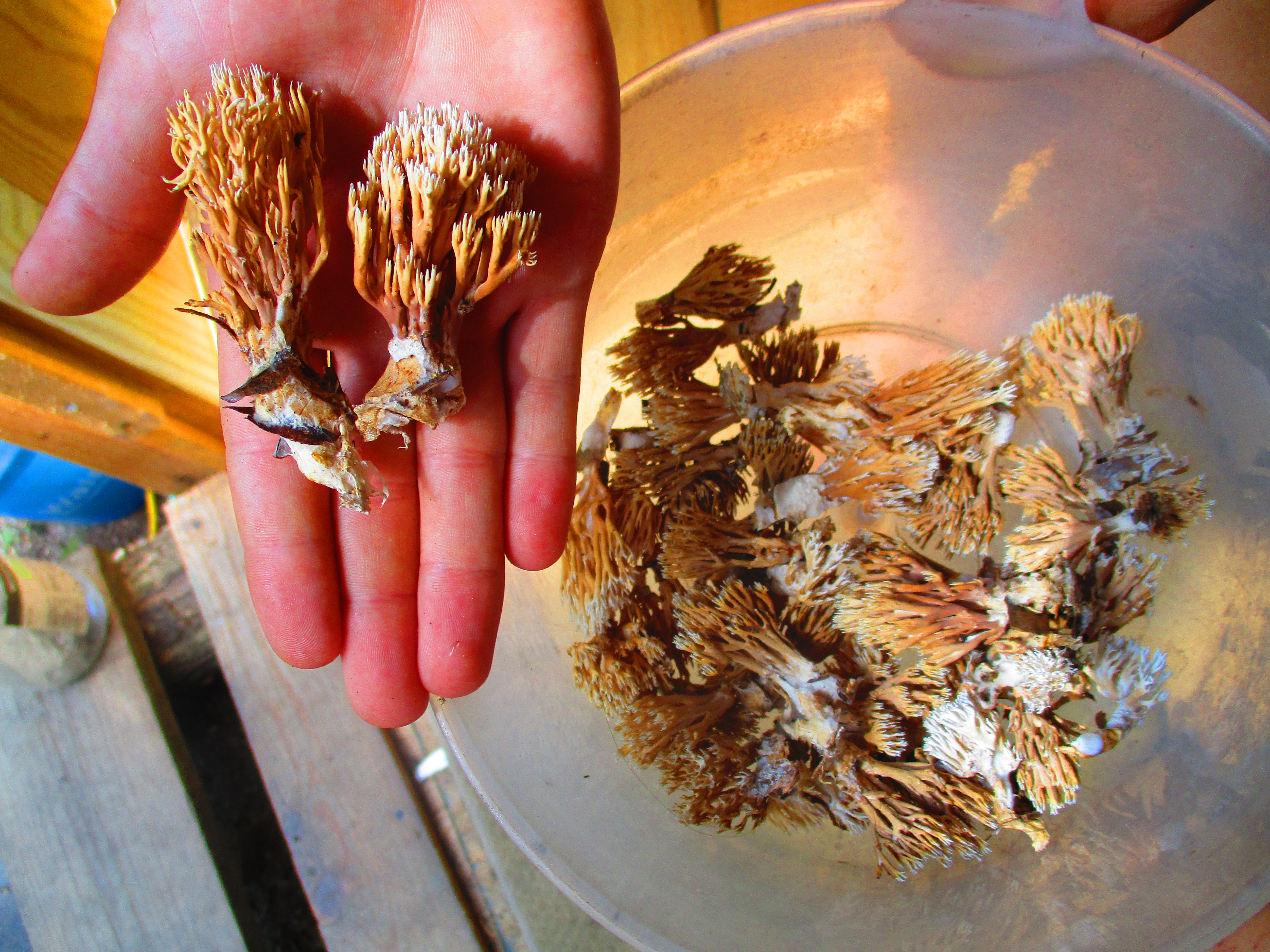 Antler mushrooms - Fellowship for Intentional Community