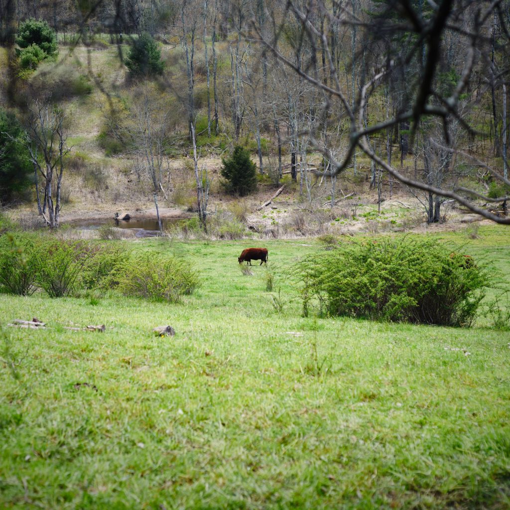 Renaissance Farms - Foundation for Intentional Community